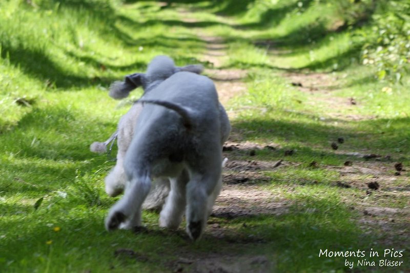 2010-05-29 Alanna und Svet (15).jpg - Airis Blue Volshebny Svet & his daughter Arc-en-ciel Alanna 2010-05-29